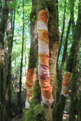 Les arbres blessés - Forêt de Blanchefort 2018