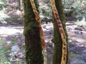 Les arbres blessés - Forêt de Blanchefort 2018
