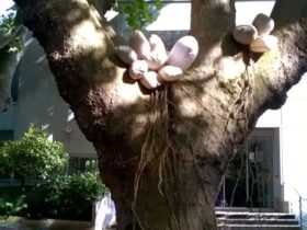 Installation, « Nidification » Malakoff, 2015