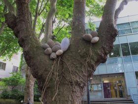 Installation, « Nidification » Malakoff, 2015