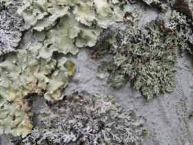 buste de lichens (détail)