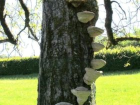 Installation, « Les champignons », Saint mexant, 2013