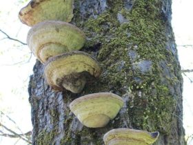 Installation, « Les champignons », Saint Mexant, 2013