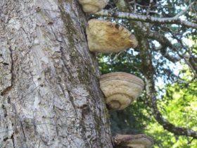 Installation, « Les champignons », Festival des murs à pêches, Montreuil, 2016