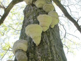 Installation, « Les champignons », Saint mexant, 2013
