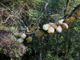 Installation, « Les œufs », Saint mexant, 2013