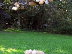 Installation, « Les œufs », Saint mexant, 2013